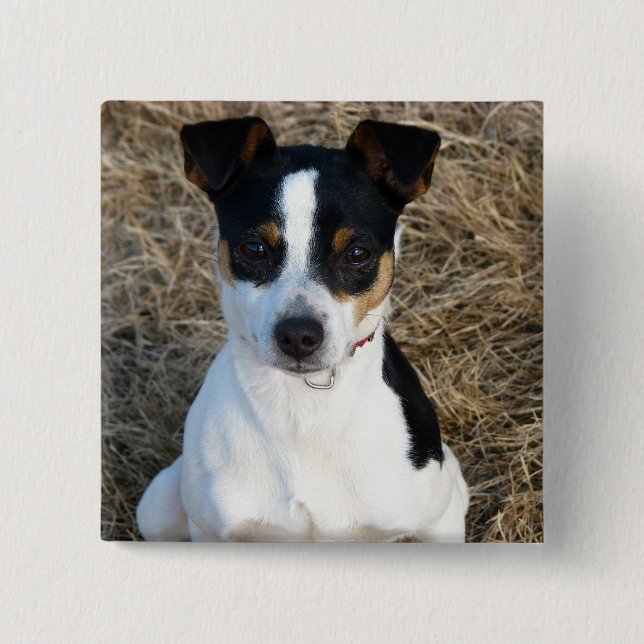 Rat Terrier 15 Cm Square Badge (Front)