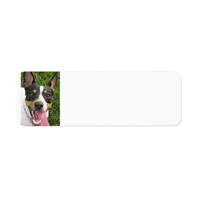rat terrier 2 (Front)