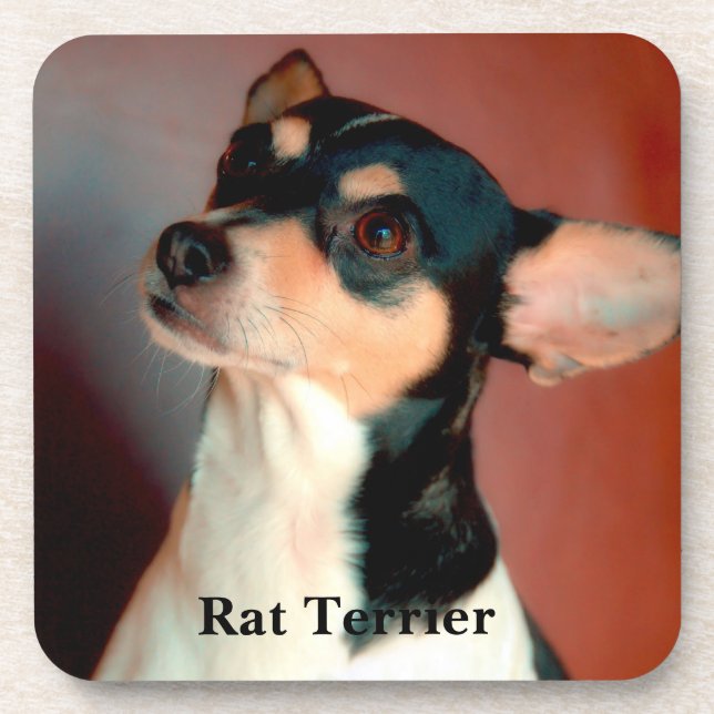 Rat Terrier Coaster (Front)