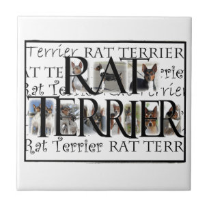 Rat Terrier Collage Tile