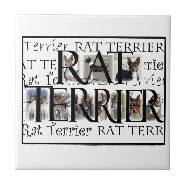 Rat Terrier Collage Tile (Front)