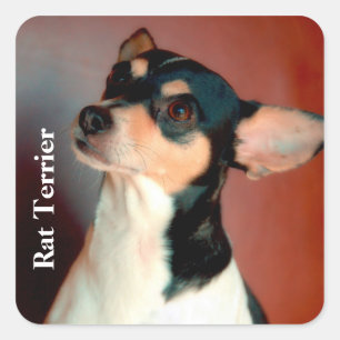 Rat Terrier Colour, Text Square Sticker
