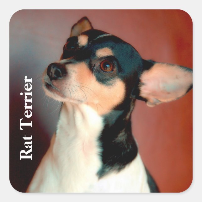 Rat Terrier Colour, Text Square Sticker (Front)