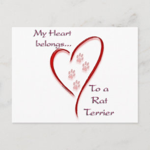 Rat Terrier Heart Belongs Postcard