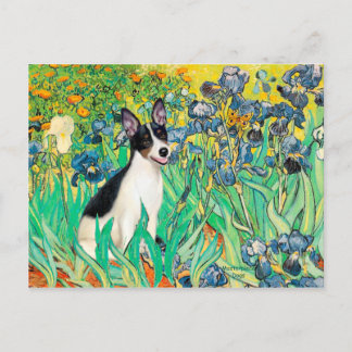 Rat Terrier - Irises Postcard