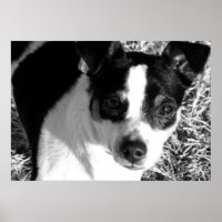 Rat Terrier
