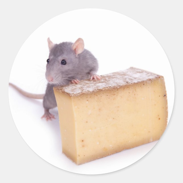 rat with cheese classic round sticker (Front)