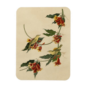 Rathbone (Yellow) Warbler Audubon Birds of America Magnet