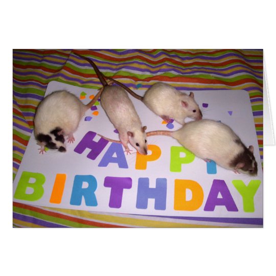 Rats Birthday Card! v2 Card