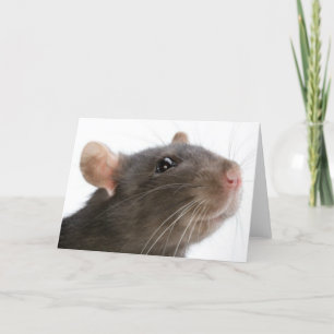 Rats!! Card