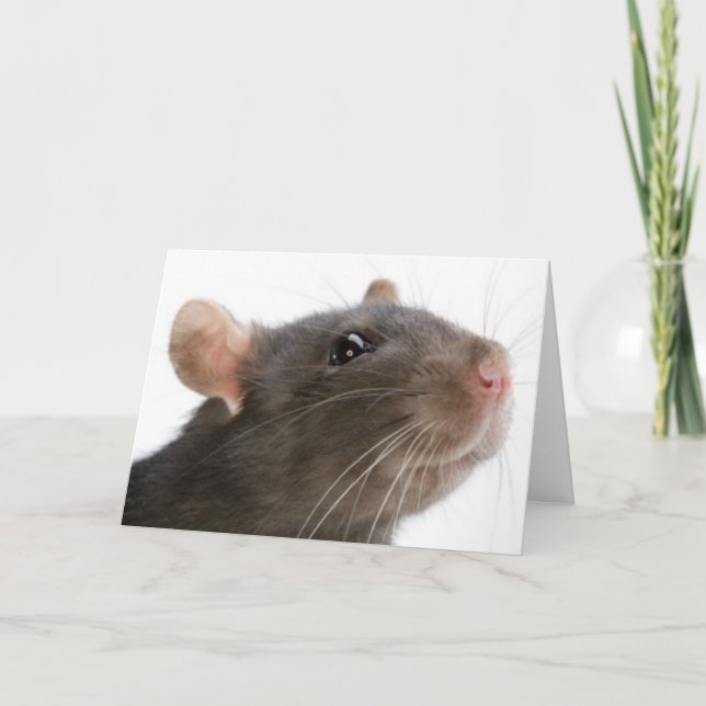 Rats!! Card (Front)