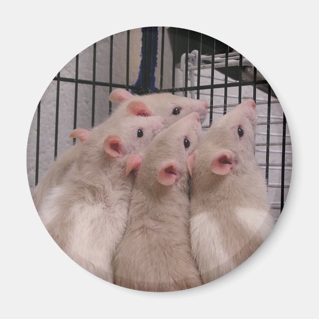 Rats Magnet (Front)