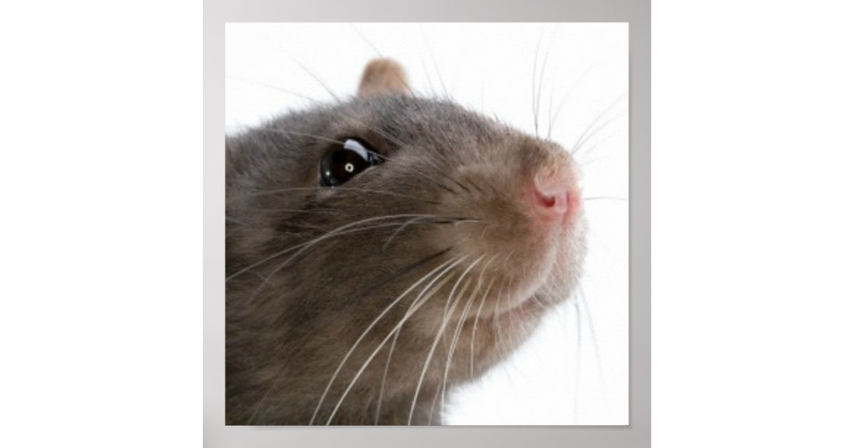 Target Rats Poster Rats!!! Poster | Zazzle