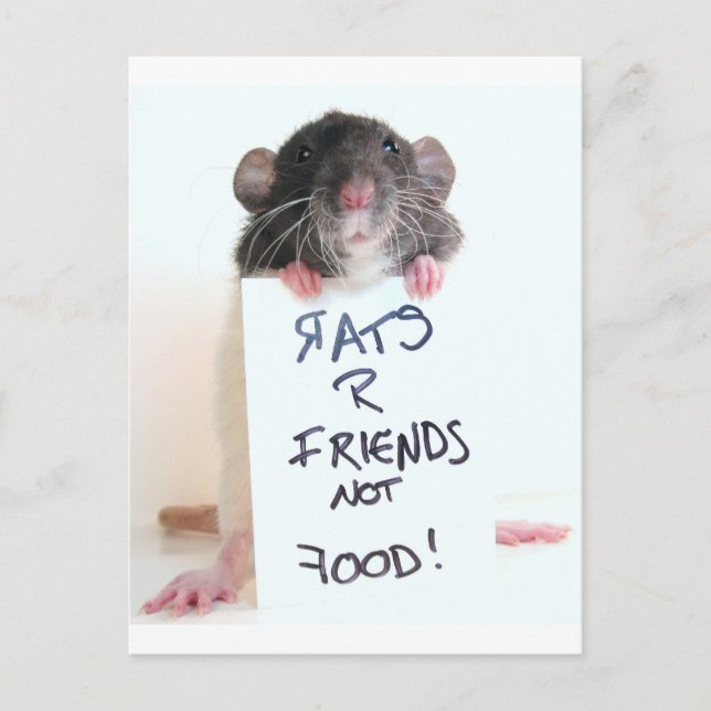 Rats R Friends Not Food 2 Postcard (Front)