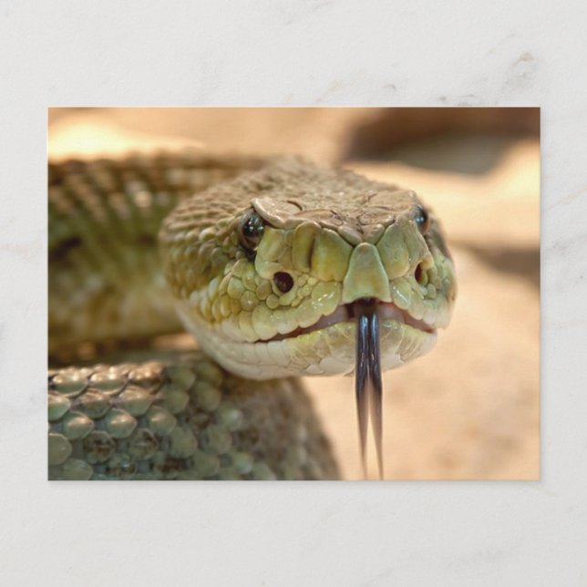 Rattle Snake Postcard (Front)