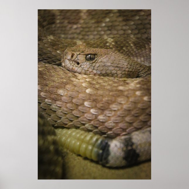 rattler poster (Front)