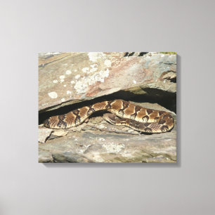 Rattlesnake at Shenandoah National Park Canvas Print