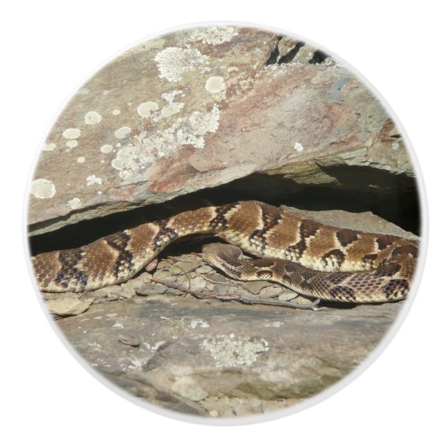 Rattlesnake at Shenandoah National Park Ceramic Knob (Front)