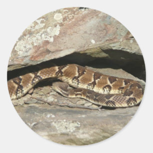 Rattlesnake at Shenandoah National Park Classic Round Sticker