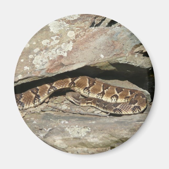 Rattlesnake at Shenandoah National Park Magnet (Front)