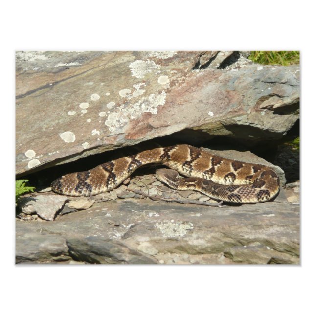Rattlesnake at Shenandoah National Park Photo Print (Front)