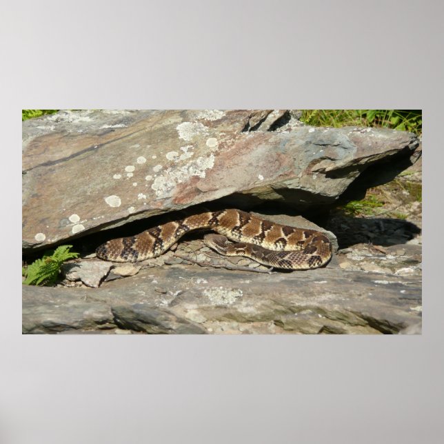 Rattlesnake at Shenandoah National Park Poster (Front)