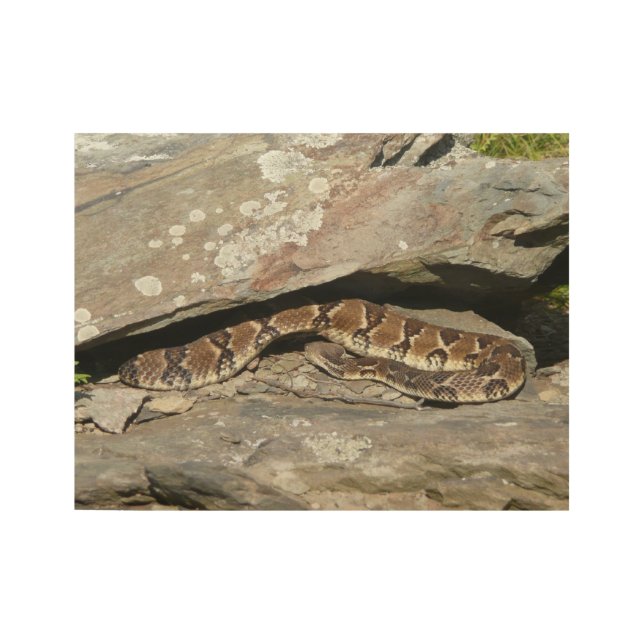 Rattlesnake at Shenandoah National Park Wood Poster (Front)