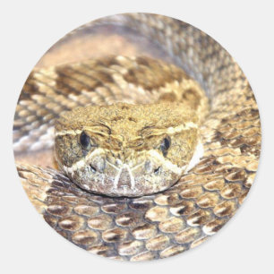 Rattlesnake Classic Round Sticker