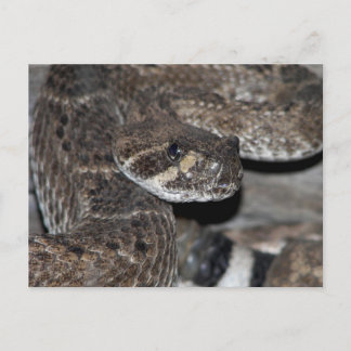 Rattlesnake Close-up Shot. Postcard