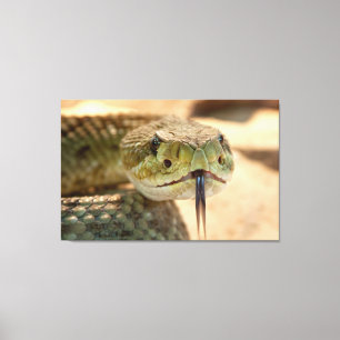 Rattlesnake Closeup Photo Canvas Print