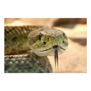 Rattlesnake Closeup Photo Print