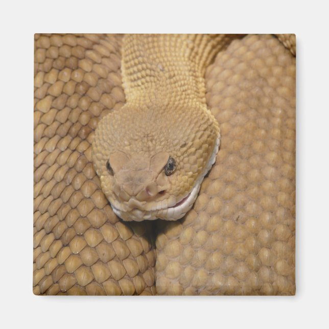 Rattlesnake Head Magnet (Front)