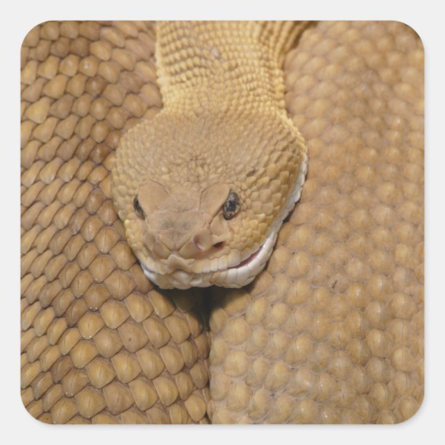 Rattlesnake Head Square Sticker (Front)