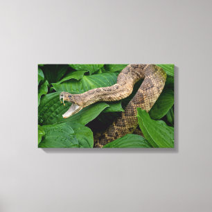 rattlesnake in plant canvas print