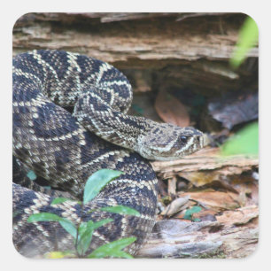 Rattlesnake In The Wild Square Sticker