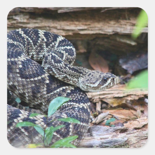 Rattlesnake In The Wild Square Sticker (Front)