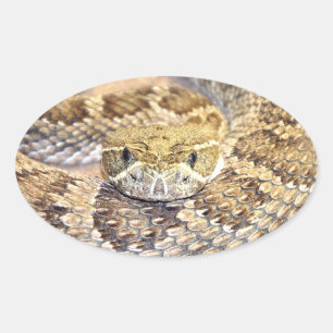 Rattlesnake Oval Sticker