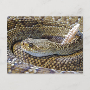 Rattlesnake photo postcard