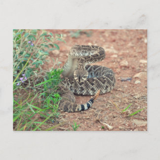 Rattlesnake Postcard