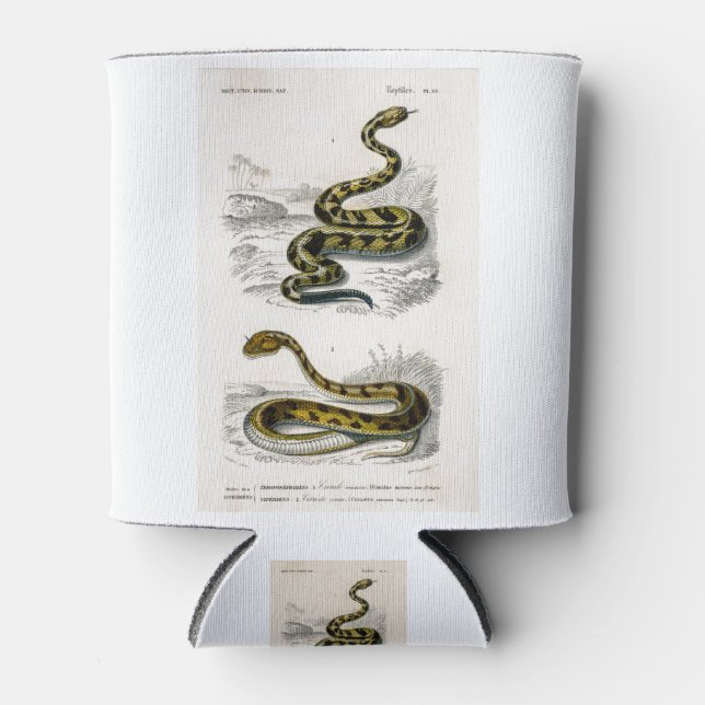 Rattlesnake Saharan horned Viper illustration Can Cooler (Front)