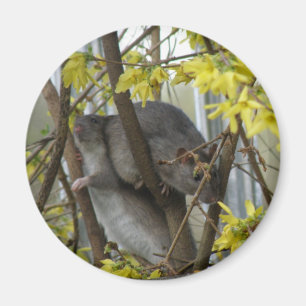 Ratty cuddles Magnet