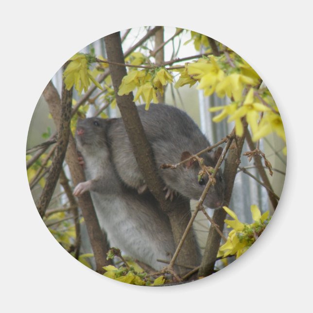 Ratty cuddles Magnet (Front)