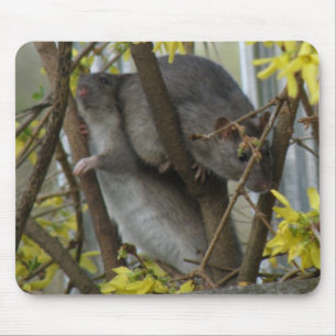 Ratty cuddles Mousepad
