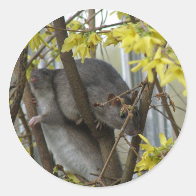 Ratty cuddles Sticker (Front)