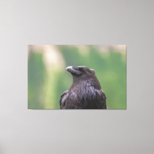 Raven Canvas Print