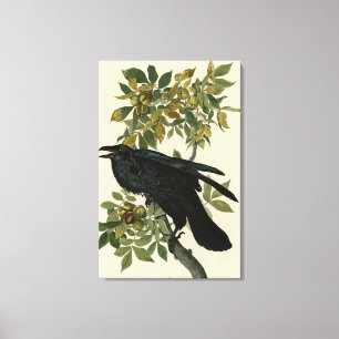 Raven (Common Raven) from Audubon Birds of America Canvas Print