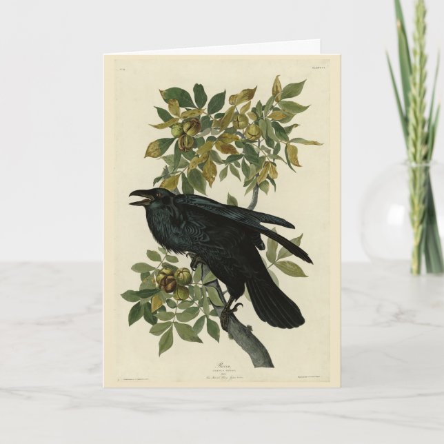Raven (Common Raven) from Audubon Birds of America Card (Front)