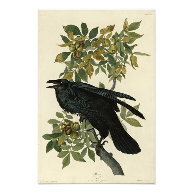 Raven (Common Raven) from Audubon Birds of America Photo Print (Front)