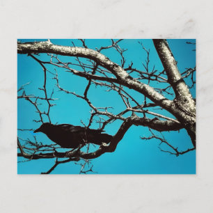 Raven Crow Black Bird Silver Tree Blue Sky Photo Postcard