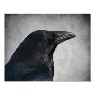 Raven Glamour Shot Photo Print